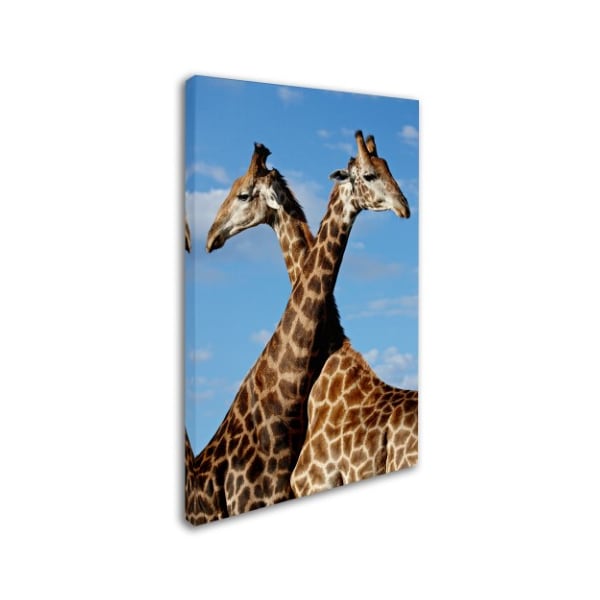 Robert Harding Picture Library 'Two Giraffes' Canvas Art,22x32
